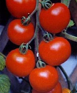 Tomato Alicante