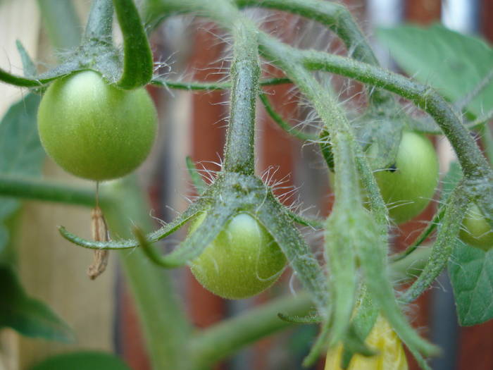 Tomato Alicante (2009, June 07) - Tomato Alicante