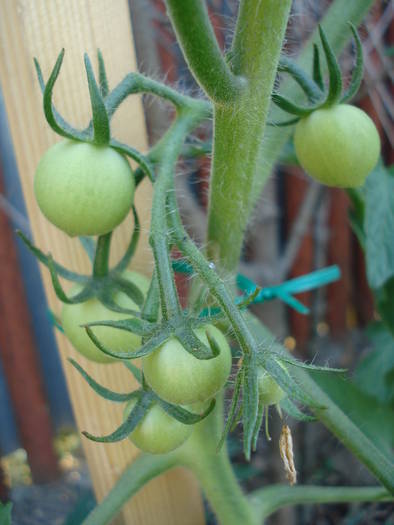 Tomato Alicante (2009, June 10) - Tomato Alicante