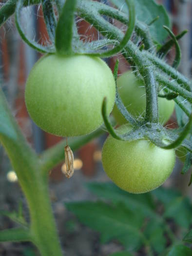 Tomato Alicante (2009, June 10) - Tomato Alicante