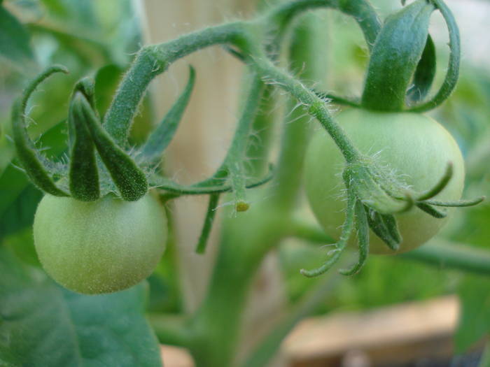 Tomato Alicante (2009, June 14)