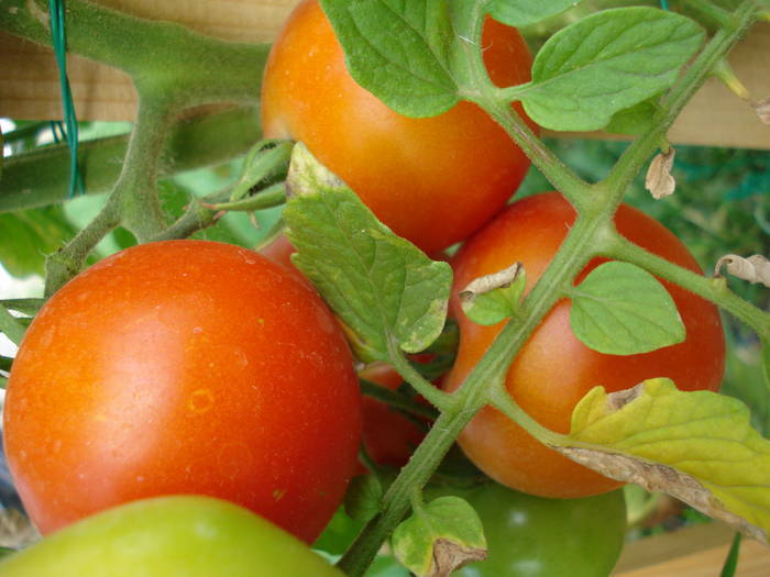 Tomato Alicante (2009, August 05) - Tomato Alicante