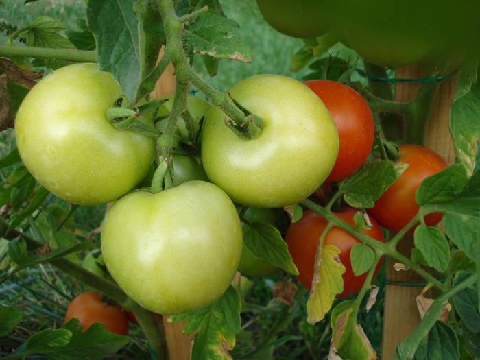 Tomato Alicante (2009, August 05) - Tomato Alicante