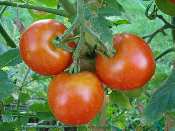 Tomato Alicante (2009, August 11) - Tomato Alicante