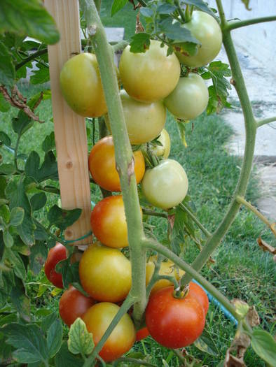 Tomato Alicante (2009, August 11) - Tomato Alicante