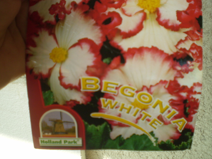 begonia tuberhybrida; begonia tuberhybrida
