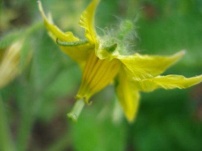 Tomato Cuor di Bue, flower (2009, Jun.17)