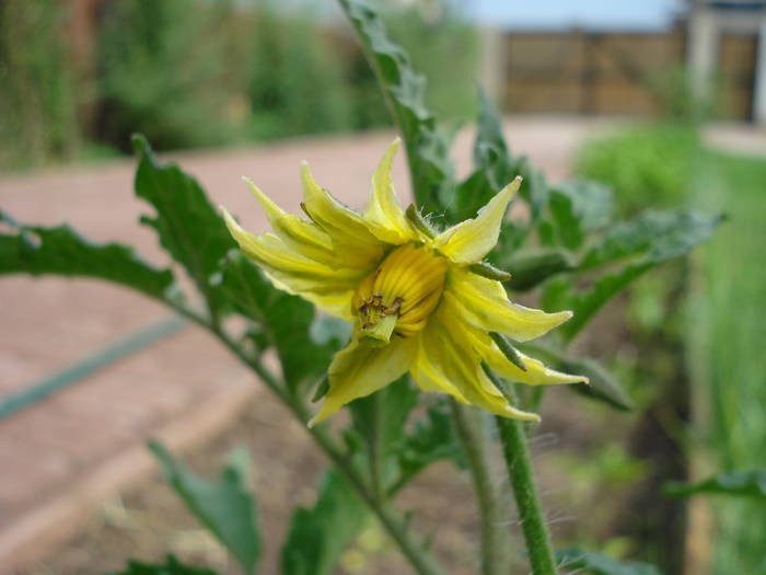 Tomato Cuor di Bue, flower (2009, Jun.17) - Tomato Cuor di Bue_Oxheart