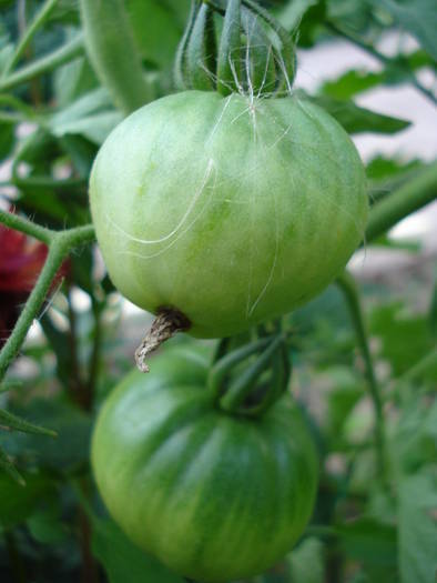 Tomato Cuor di Bue (2009, July 10) - Tomato Cuor di Bue_Oxheart