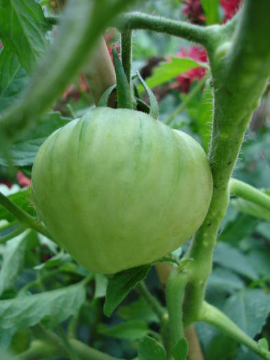 Tomato Cuor di Bue (2009, July 10) - Tomato Cuor di Bue_Oxheart