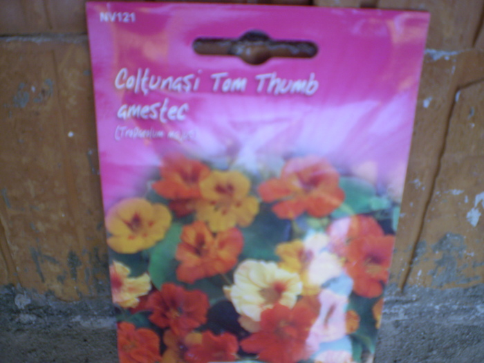 coltunasi pitici; coltunasi pitici
