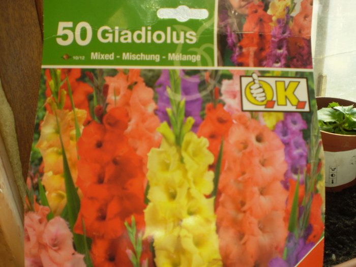 gladiole - achizitii de primavara 2011