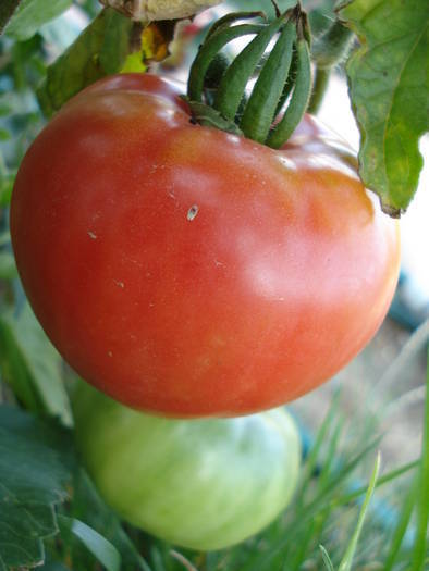 Tomato Cuor di Bue (2009, Aug.11) - Tomato Cuor di Bue_Oxheart