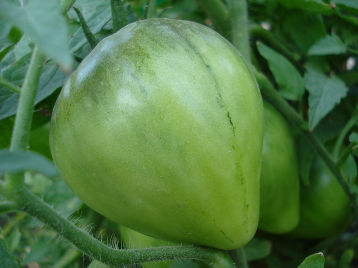 Tomato Cuor di Bue (2009, Aug.28)