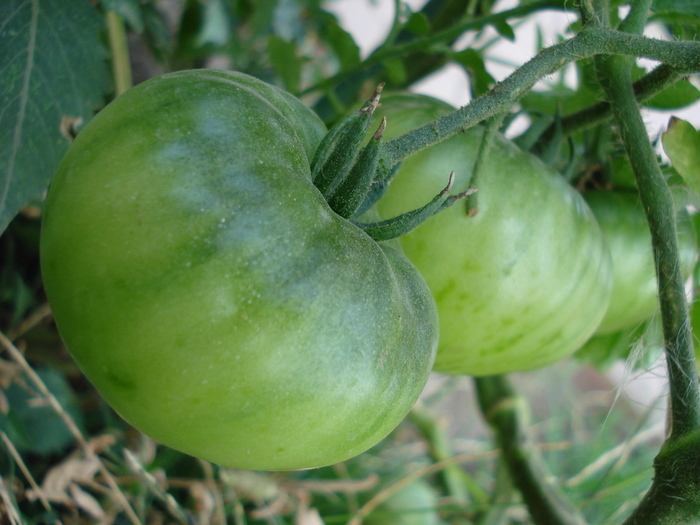 Tomato Cuor di Bue (2009, Aug.28) - Tomato Cuor di Bue_Oxheart