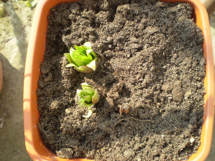 fritillaria imperialis - achizitii de primavara 2011