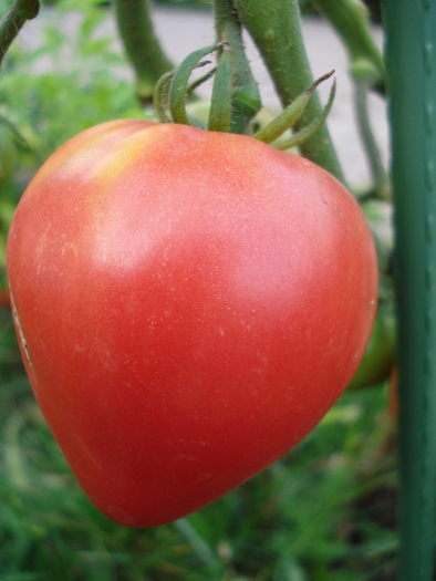 Tomato Cuor di Bue (2009, Sep.12) - Tomato Cuor di Bue_Oxheart