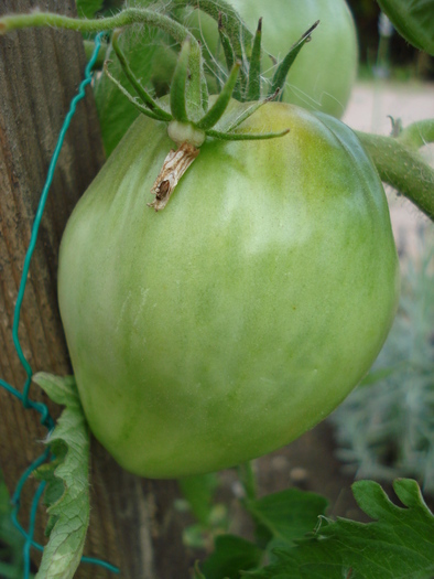 Tomato Cuor di Bue (2010, Aug.08) - Tomato Cuor di Bue_Oxheart