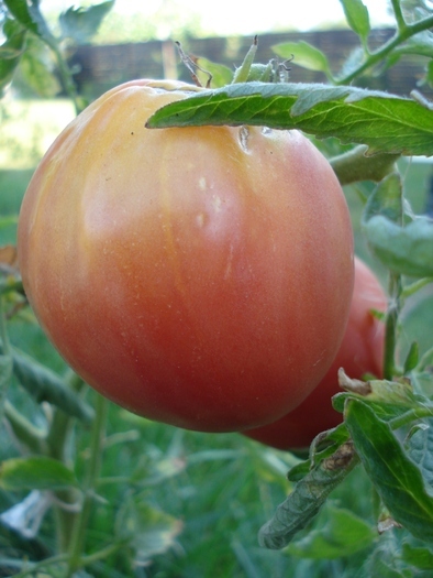 Tomato Cuor di Bue (2010, Aug.24) - Tomato Cuor di Bue_Oxheart