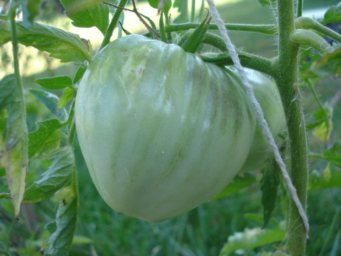 Tomato Cuor di Bue (2010, Aug.24)