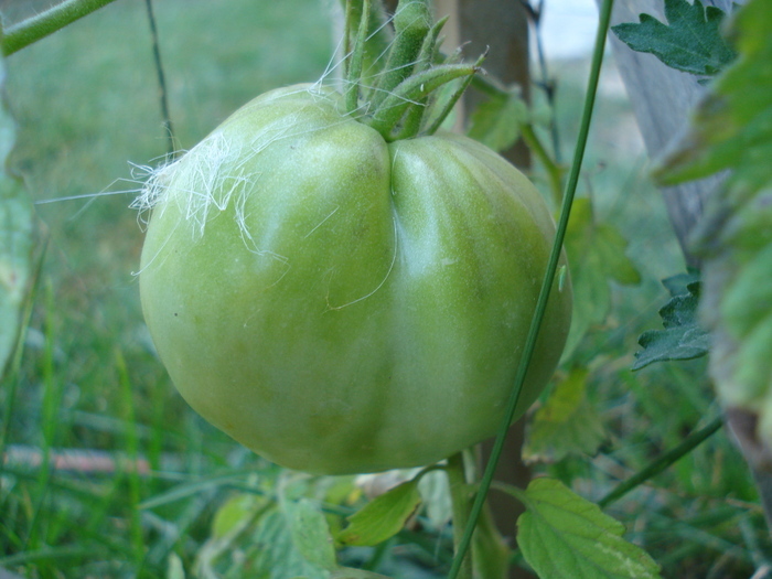 Tomato Cuor di Bue (2010, Aug.24) - Tomato Cuor di Bue_Oxheart