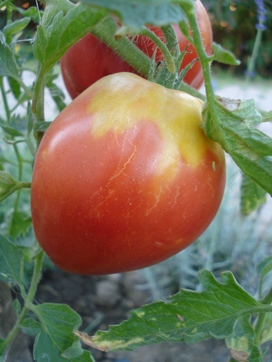 Tomato Cuor di Bue (2010, Aug.24)