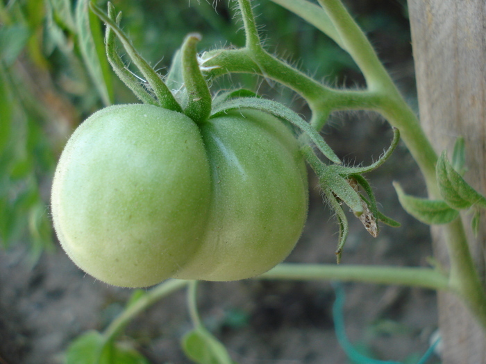 Tomato Kimberly (2010, August 07)