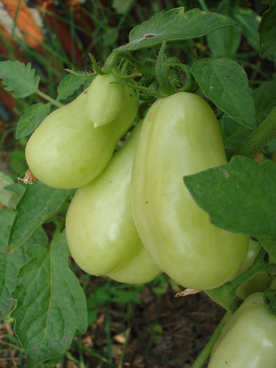 Tomato San Marzano Nano (2010, Aug.08) - Tomato San Marzano Nano