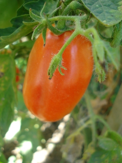 Tomato San Marzano Nano (2010, Aug.24)