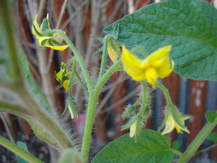 Tomato Tamina, flower (2009, May 24)