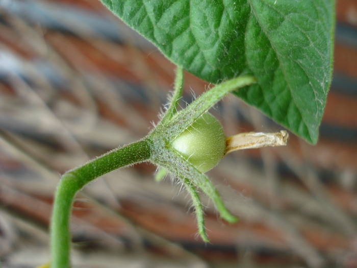 Tomato Tamina (2009, May 29)