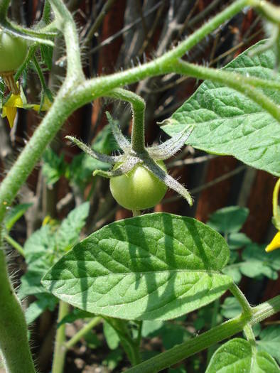 Tomato Tamina (2009, June 02)