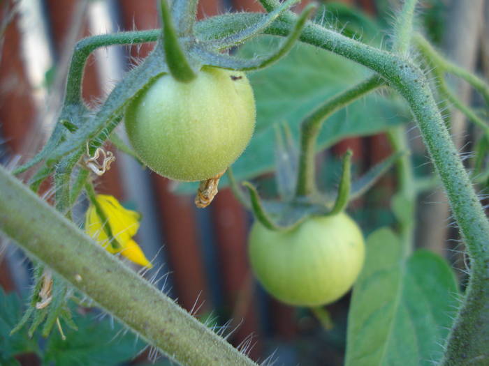 Tomato Tamina (2009, June 04)