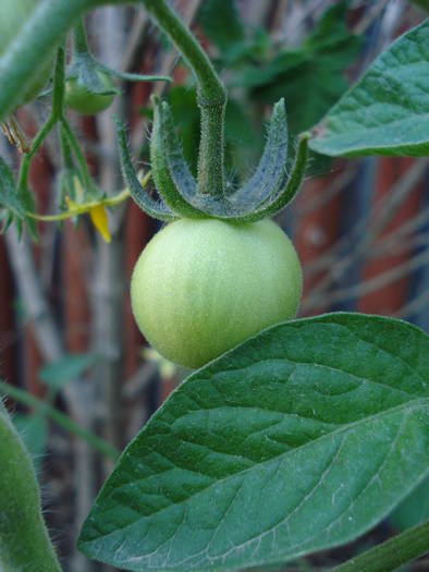 Tomato Tamina (2009, June 05)