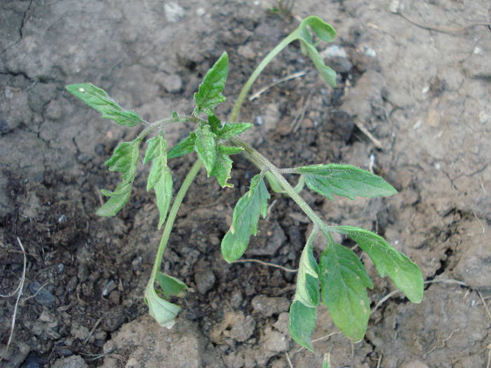 Tomato Zloty Ozarowski (2009, May 10)