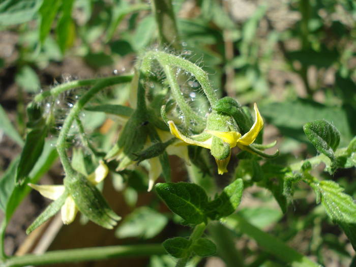 Tomato Zloty Ozarowski (2009, June 13) - Tomato Zloty Ozarowski