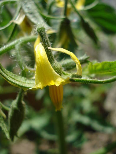 Tomato Zloty Ozarowski (2009, June 13)