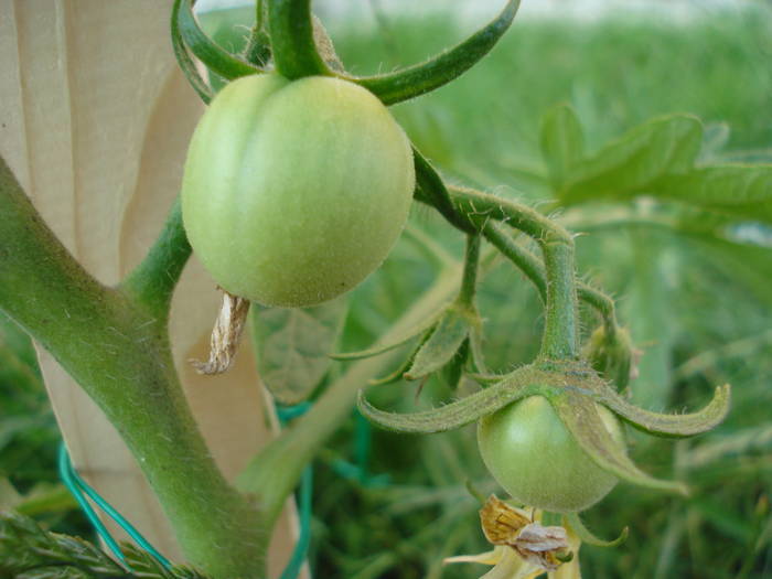 Tomato Zloty Ozarowski (2009, June 14)