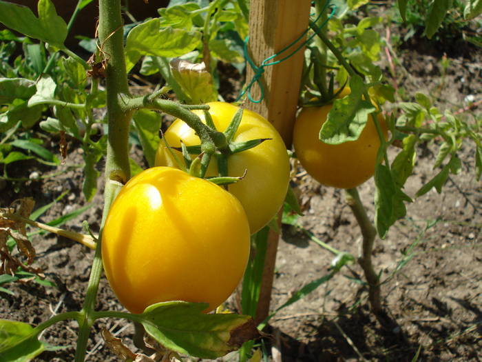 Tomato Zloty Ozarowski (2009, July 28)