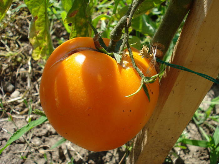 Tomato Zloty Ozarowski (2009, July 28)