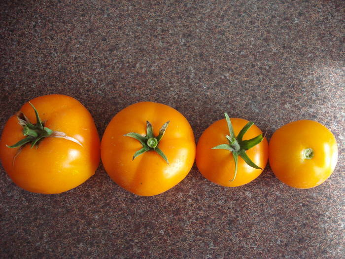 Tomato Zloty Ozarowski (2009, July 31)