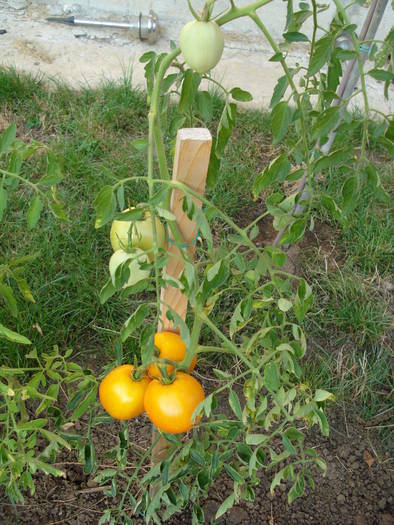 Tomato Zloty Ozarowski (2009, Aug.04) - Tomato Zloty Ozarowski