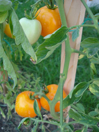 Tomato Zloty Ozarowski (2009, Aug.11) - Tomato Zloty Ozarowski