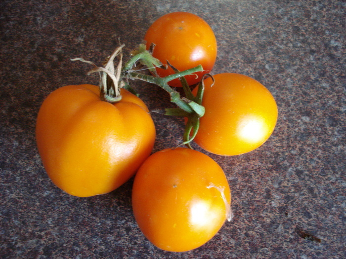 Zloty Ozarowski tomatoes, 18aug09 - Tomato Zloty Ozarowski