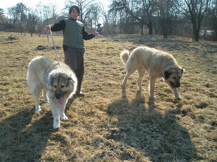 P1010520 - 1-a---- Paznicii mei Caucazian  si --- FEMELA  KANGAL--- catelusi kangal -VANDUTI