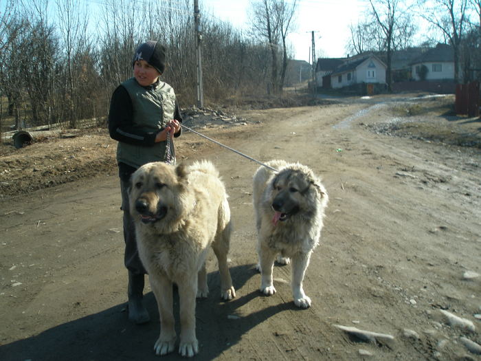 P1010524 - 1-a---- Paznicii mei Caucazian  si --- FEMELA  KANGAL--- catelusi kangal -VANDUTI