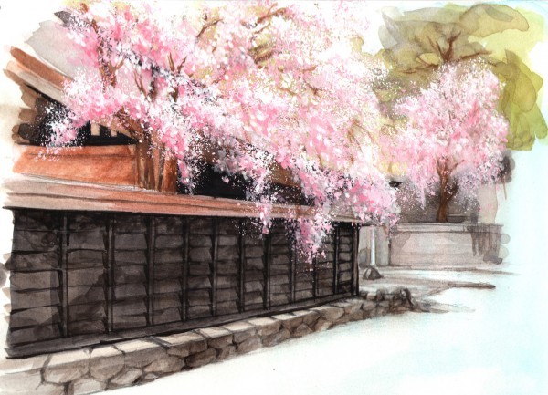 176917 - ANIME - Cherry Blossom