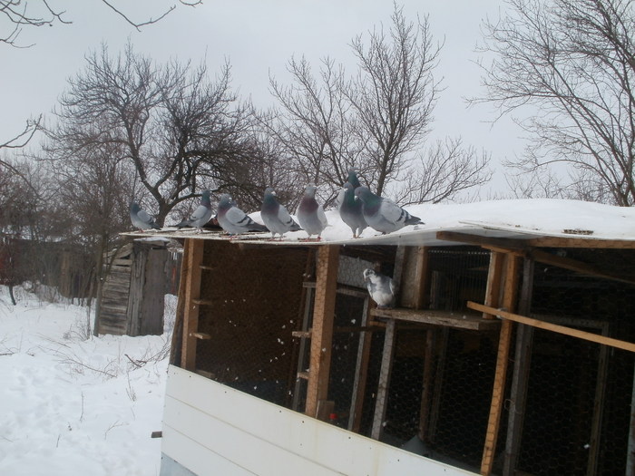 P3020276 - Porumbei mei