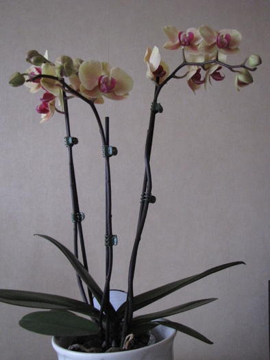 Orhidee phale 10 mart 2011 (1)