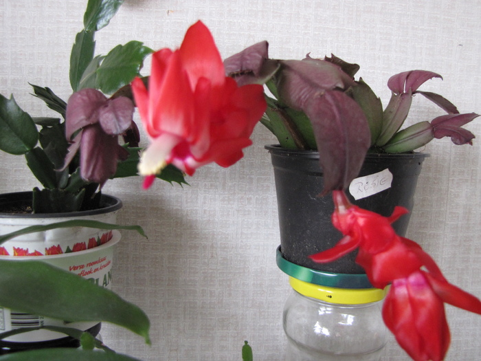 Schlumbergera rosie 11 mart 2011